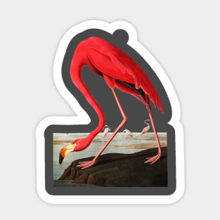 John J, Audubon Greater Flamingo Sticker